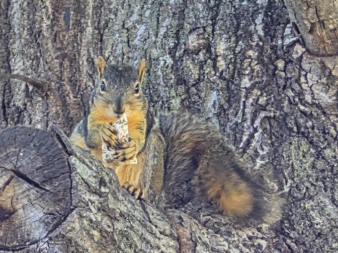 A squirrel in a tree with its tail out to the side, sitting and looking at the camera while holding some whitish object it was eating