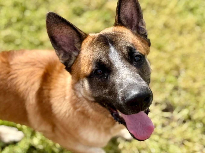 Durango the dog