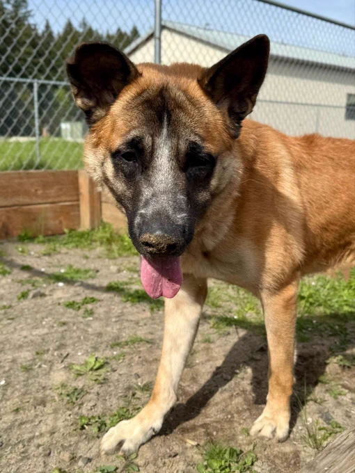 Durango the dog