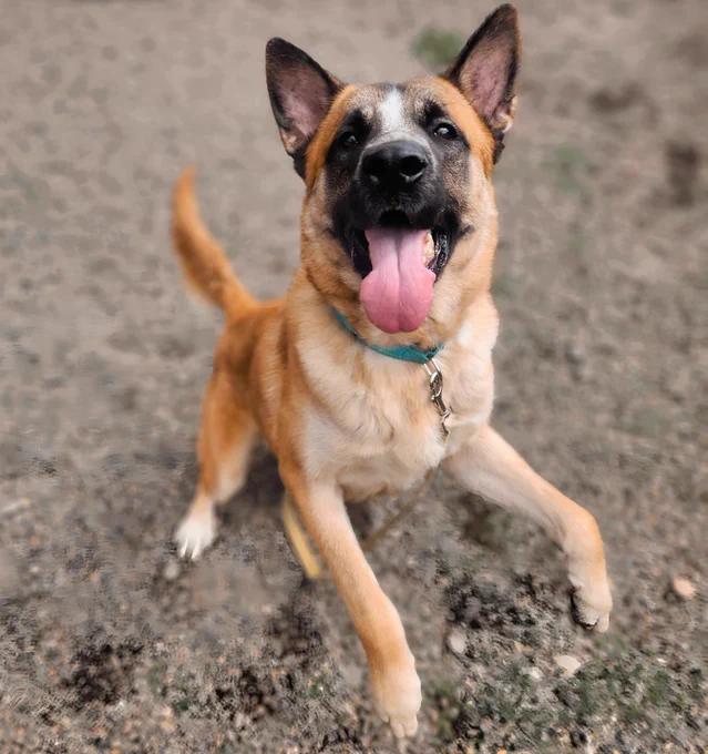 Durango the dog on hind legs