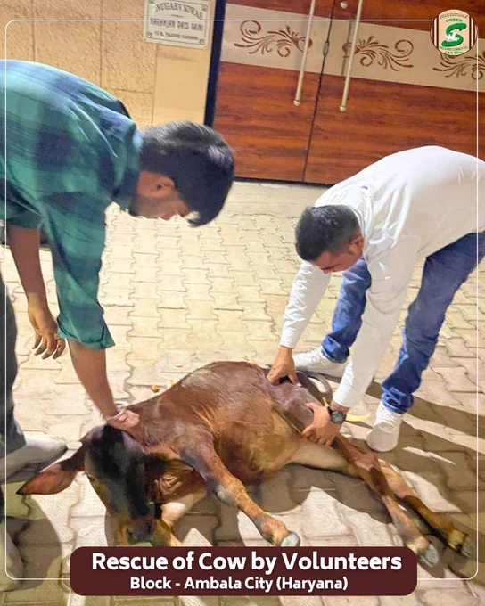 जब दर्द किसी बेजुबान का हो, तो इंसानियत का फर्ज़ और भी बढ़ जाता है।🐄

देर रात अंबाला कैंट से सूचना मिली कि एक गौवंश टांगरी नदी के बाँध से लगभग 12 फुट नीचे गिर गया है। मौके पर पहुंचने पर पता चला कि बछड़े की रीढ़ की हड्डी गंभीर रूप से चोटिल हो गई थी और वह दर्द से तड़प रहा था।

बिना समय गंवाए सेवादारों ने प्राथमिक उपचार किया और बेहतर इलाज के लिए उसे अपनी गाड़ी में सुरक्षित गौशाला पहुंचाया। Saint Dr. Gurmeet Ram Rahim Singh Ji Insan की प्रेरणा से यह सेवा एक बार फिर साबित करती है कि सच्ची इंसानियत वही है जो हर पीड़ित जीव के साथ खड़ी हो।