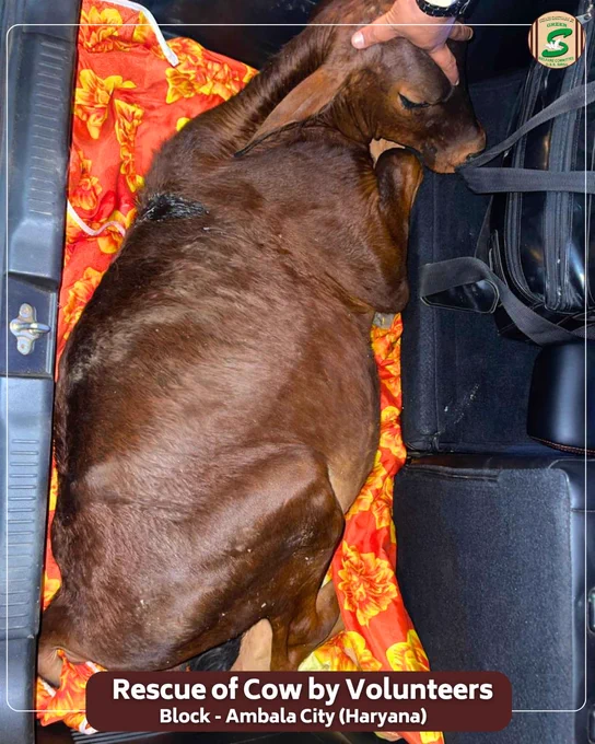 जब दर्द किसी बेजुबान का हो, तो इंसानियत का फर्ज़ और भी बढ़ जाता है।🐄

देर रात अंबाला कैंट से सूचना मिली कि एक गौवंश टांगरी नदी के बाँध से लगभग 12 फुट नीचे गिर गया है। मौके पर पहुंचने पर पता चला कि बछड़े की रीढ़ की हड्डी गंभीर रूप से चोटिल हो गई थी और वह दर्द से तड़प रहा था।

बिना समय गंवाए सेवादारों ने प्राथमिक उपचार किया और बेहतर इलाज के लिए उसे अपनी गाड़ी में सुरक्षित गौशाला पहुंचाया। Saint Dr. Gurmeet Ram Rahim Singh Ji Insan की प्रेरणा से यह सेवा एक बार फिर साबित करती है कि सच्ची इंसानियत वही है जो हर पीड़ित जीव के साथ खड़ी हो।