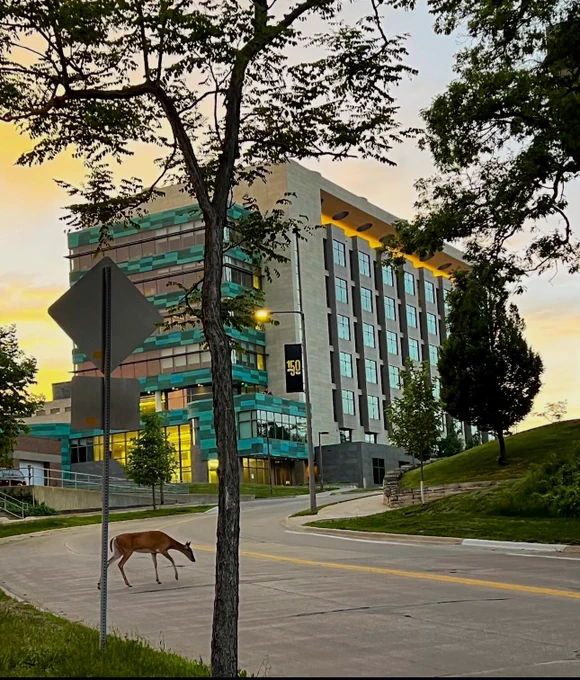 A deer crossing a quiet road near the university of Iowa campus at sunset, framed by trees and greenery.