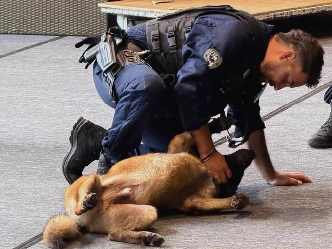 Un maître chien et son fidèle compagnon