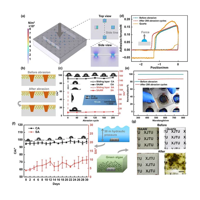 Glass catfish inspired subaquatic abrasion-resistant anti-fouling window fabricated by femtosecond laser electrodeposition

