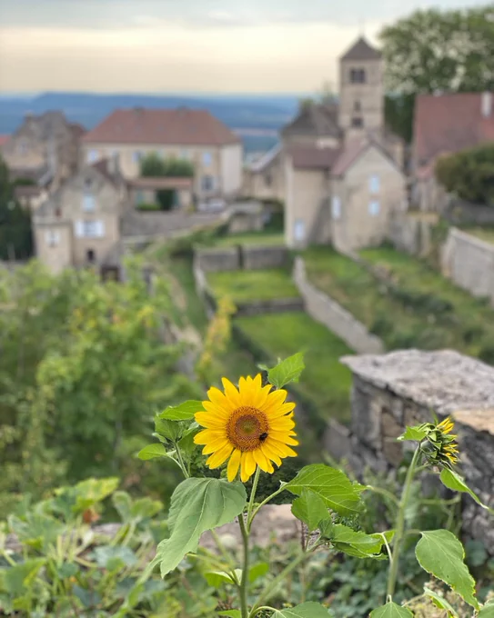 pround yellow sunflower with a bee collecting pollen with a French village in the background