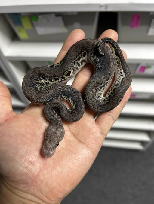 BH Pastel Rampage Clown