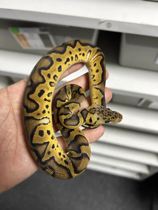 BH Pastel Enchi Clown