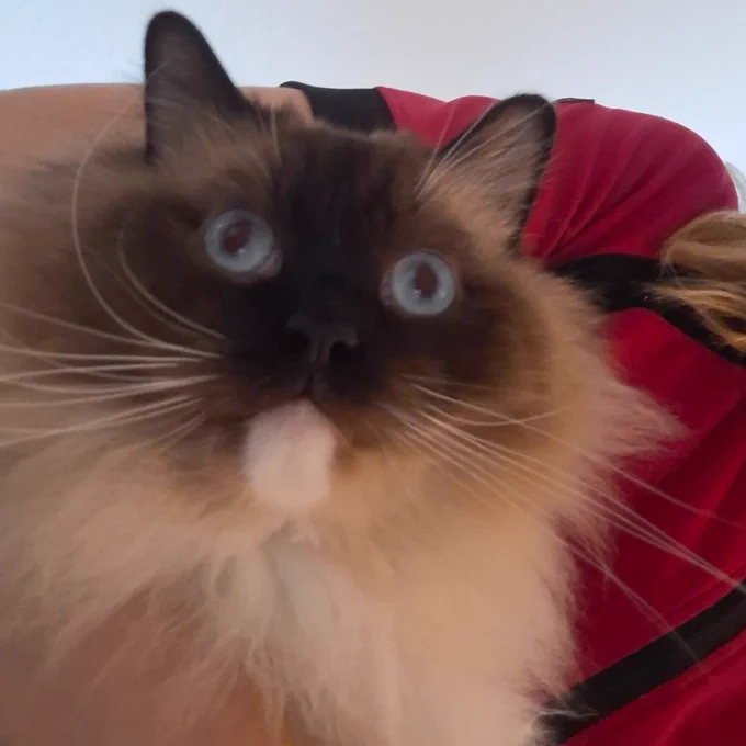 Ragdoll cat with a black nose stares blankly into the void