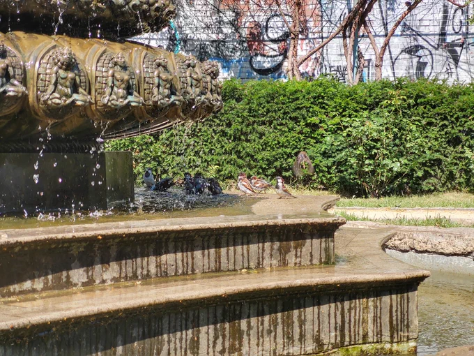 Spatzen Baden in einem springbrunnen 