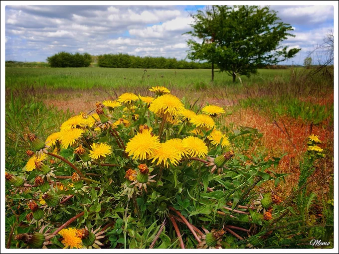 Bildbeschreibung: Eine sehr große Löwenzahnrosette mit vielen gelben Blüten vor einer großen Freifläche. Im Hintergrund wachsen einige Bäume.