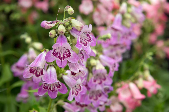 Close-up of purple penstemon flowers in bloom.