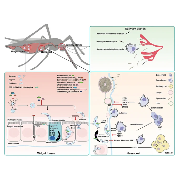 Mosquito immunity and its defense against malaria parasite
