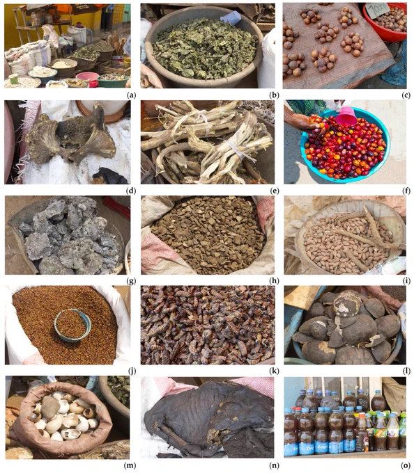  Some non-timber forest products (NTFPs) sold in the markets of Kolwezi, DRC. (a), Stall selling NTFPs; (b), Leaves of Piper umbellatum L.; (c), Fruits of Uapaca kirkiana Müll.Arg.; (d), meat portion of Python sebae (Gmelin, 1789); (e), Roots of Rhynchosia insignis (Holfm) R.E.Fr.; (f), Fruits of Anisophyllea boehmii Engl.; (g), Resin of Canarium schweinfurthii Engl.; (h), Tubers of Satyrium buchananii Schltr.; (i), Seeds of C. schweinfurthii; (j), Macrotermes falciger (Gerstäcker, 1891); (k), Caterpillars of Lobobunaea Saturnus Fabricius, 1793; (l), Carapace of Pelusios nanus Laurent, 1956; (m), Shells of Burtoa nilotica (L.Pfeiffer, 1861); (n), meat portion of Sylvicapra grimmia (Linnaeus, 1758); (o), Bottles of A. mellifera subsp. adansoni honey. (Photo credits: Kikuni, J.T., 2025).