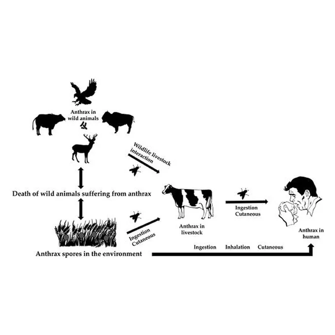 An integrated review of ecology, epidemiology, and public health burden of anthrax in Africa
