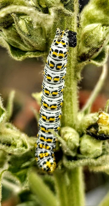 Mullein moth caterpillar