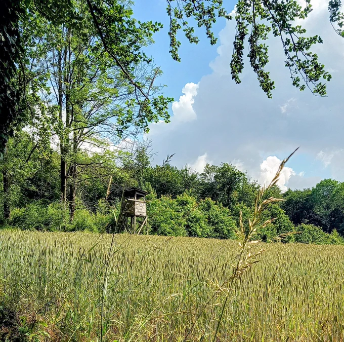 Ein Hochsitz, umgeben von Wald und Wiesen 