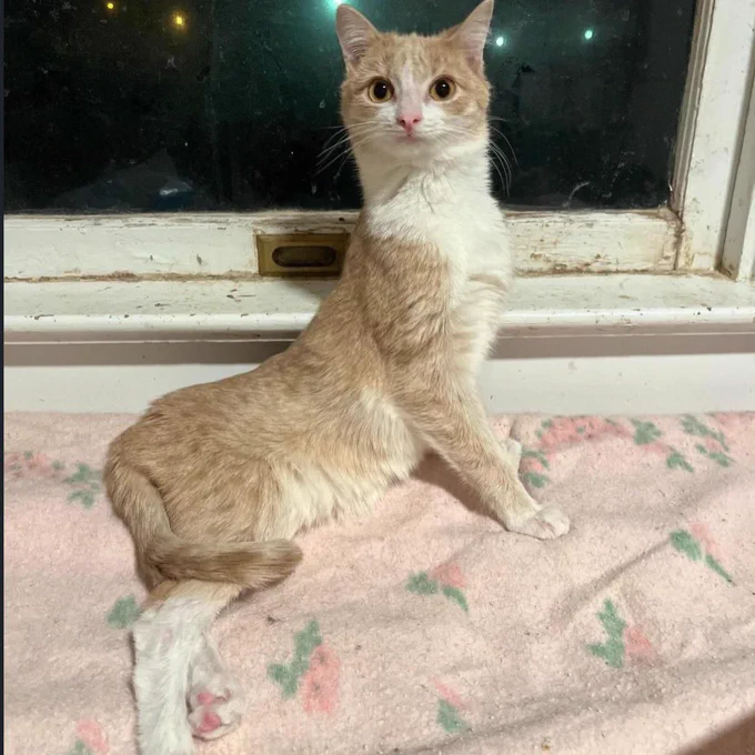 lord shrimperton, a remarkably long orange cat, sitting upright on a pink floral blanket in front of a window at night