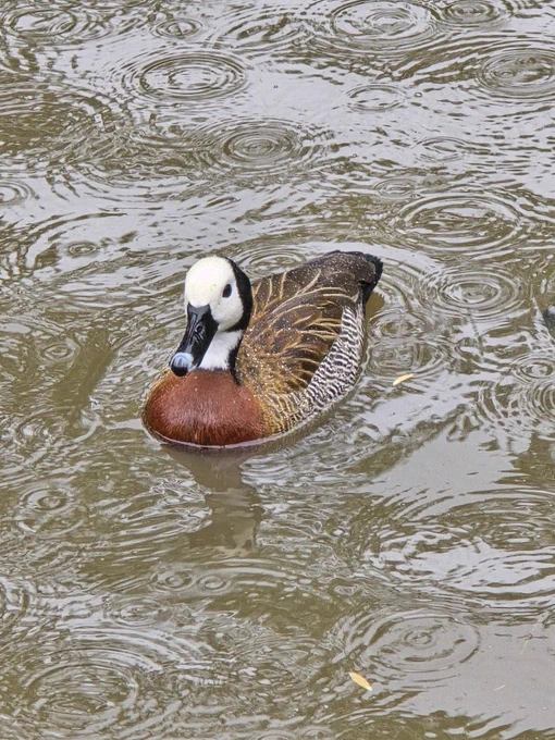 A white faced whistling duck, not in the wild but on a pond at a coffee shop