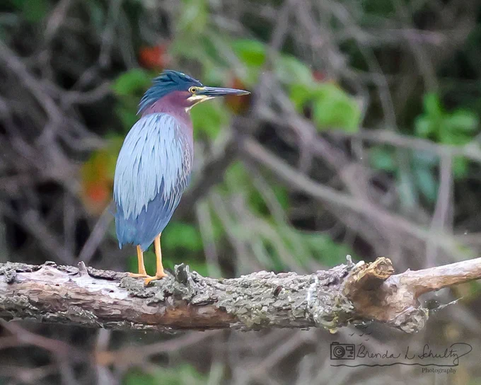A bird with blue and purple feathers stands on a horizontal branch against a blurred natural background.