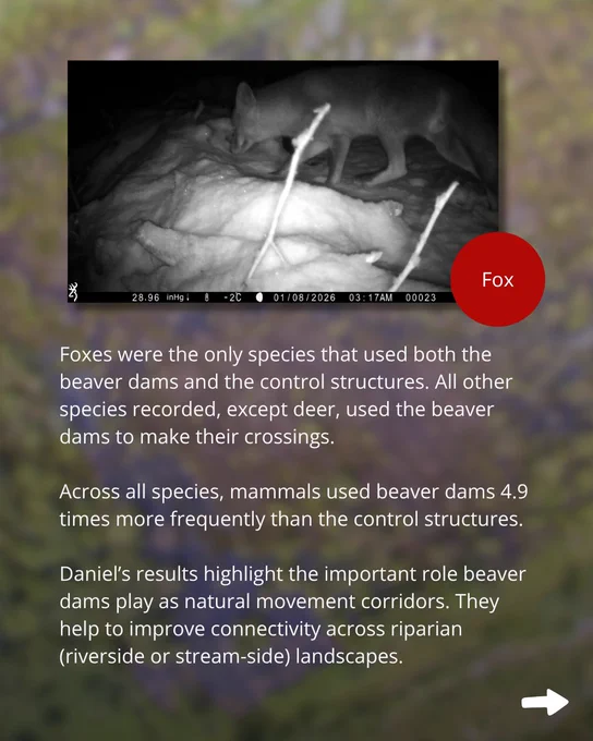 Text: Foxes were the only species that used both the beaver dams and the control structures. All other species recorded, except deer, used the beaver dams to make their crossings. 

Across all species, mammals used beaver dams 4.9 times more frequently than the control structures.

Daniel’s results highlight the important role beaver dams play as natural movement corridors. They help to improve connectivity across riparian (riverside or stream-side) landscapes.

Image: A camera trap image, taken at night. A fox is crossing the frame with its nose to the ground. Snow obscures the structure the fox is stood upon.
