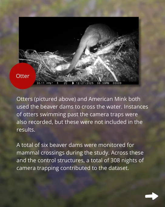 Text: Otters (pictured above) and American Mink both used the beaver dams to cross the water. Instances of otters swimming past the camera traps were also recorded, but these were not included in the results. 

A total of six beaver dams were monitored for mammal crossings during the study. Across these and the control structures, a total of 308 nights of camera trapping contributed to the dataset. 

Image: A camera trap photo shows the rear half of an otter as it crosses the dam away from the camera. Its forelegs and head are disappearing into the darkness, as the image was taken at night.  Its tail hangs over the dam.
