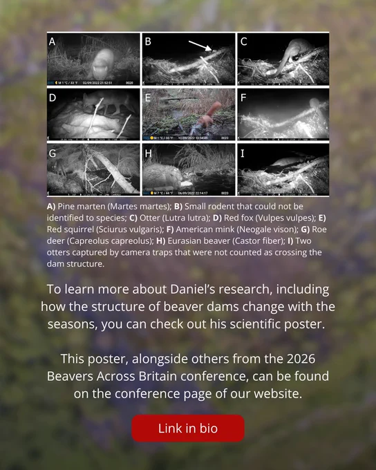 Text: To learn more about Daniel’s research, including how the structure of beaver dams change with the seasons, you can check out his scientific poster. 

This poster, alongside others from the 2026 Beavers Across Britain conference, can be found on the conference page of our website.

Link in bio

Image:
A grid of nine camera trap images, labelled with letters. Many are small versions of the images on previous slides. With the exception of the red squirrel, they are all taken at night.

Image caption:
A) Pine marten (Martes martes); B) Small rodent that could not be identified to species; C) Otter (Lutra lutra); D) Red fox (Vulpes vulpes); E) Red squirrel (Sciurus vulgaris); F) American mink (Neogale vison); G) Roe deer (Capreolus capreolus); H) Eurasian beaver (Castor fiber); I) Two otters captured by camera traps that were not counted as crossing the dam structure.