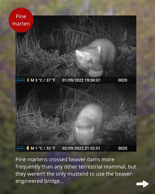 Text: Pine martens crossed beaver dams more frequently than any other terrestrial mammal, but they weren’t the only mustelid to use the beaver-engineered bridge...

Images: Two camera trap images of pine martens crossing the dam towards the camera, they are black and white, clearly taken at night. The top image shows a pine marten carrying an egg. In the bottom image the pine marten has its head to the ground, facing the camera, you can see its eyes, ears and body, but its nose is out of frame. 

The dates on the photographs indicate these photographs were taken on consecutive nights (01-02/09/2022)