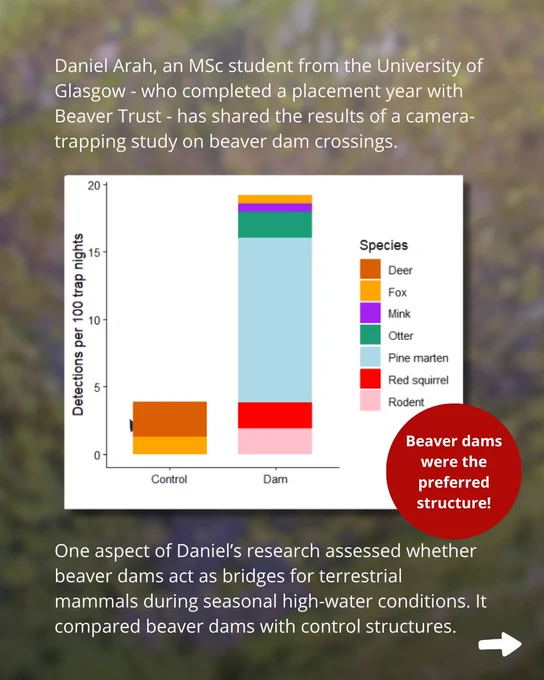 Text:
Daniel Arah, an MSc student from the University of Glasgow - who completed a placement year with Beaver Trust - has shared the results of a camera-trapping study on beaver dam crossings.

One aspect of Daniel’s research assessed whether beaver dams act as bridges for terrestrial mammals during seasonal high-water conditions. It compared beaver dams with control structures.

Graph:
A bar chart. Y axis reads 'Detections per 100 trap nights' and has units 0-20. 

The bar on the left is labelled 'control' it is the shorter bar (reaching approximately 4). It is divided into two colours -Brown for deer and orange for foxes. The deer section is largest (approximately 3 units).

The bar on the rights is labelled 'Dam' it is much taller, reaching almost 20. It is divided into six colours, representing Fox, Mink, Otter, Pine martens, Red squirrel, and Rodents.  Pine martens are the largest section (roughly 10 units)

The chart illustrates that beaver dams were the preferred structure.