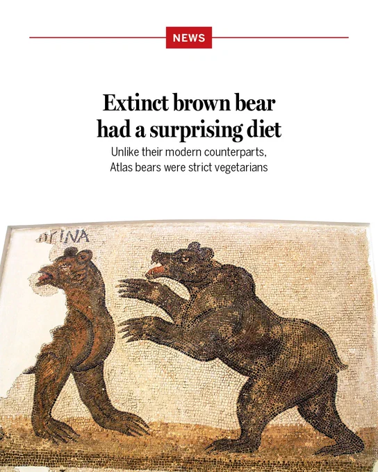 Extinct brown bear had a surprising diet
Unlike their modern counterparts, Atlas bears were strict vegetarians