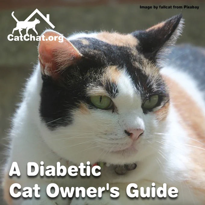 Close-up of a chonky calico cat. The text reads: “A Diabetic Cat Owner’s Guide”.

Image by fallcat from Pixabay.
