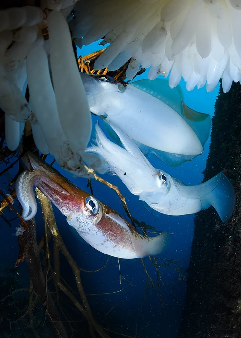 Hachijojima, concolor, nitrox, Bigfin reef squid, squid spawning, wideangle, scubadiving