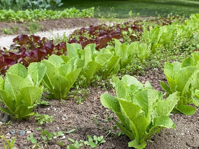 Rows of fresh romaine lettuce growing in a home vegetable garden. Young green leafy vegetables cultivated in soil