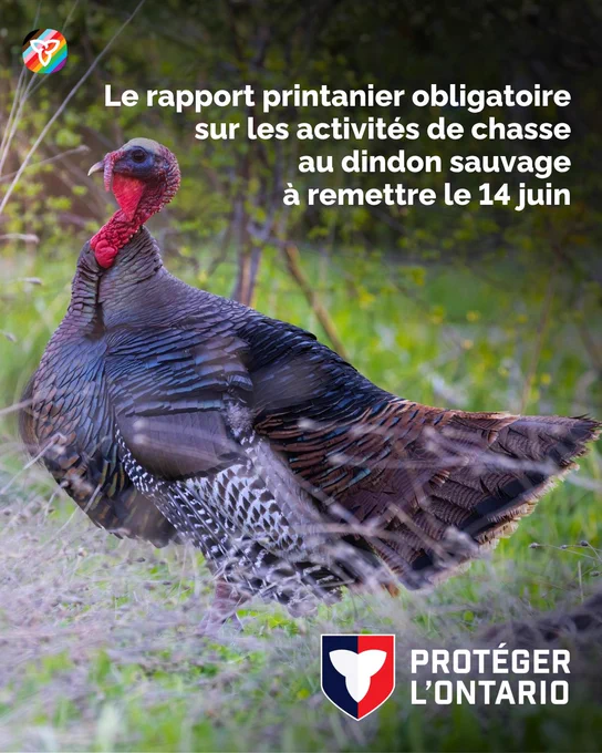 Un dindon sauvage qui marche dans un champ. Le texte dit : « Le rapport printanier obligatoire sur les activités de chasse au dindon sauvage à remettre le 14 juin ». 