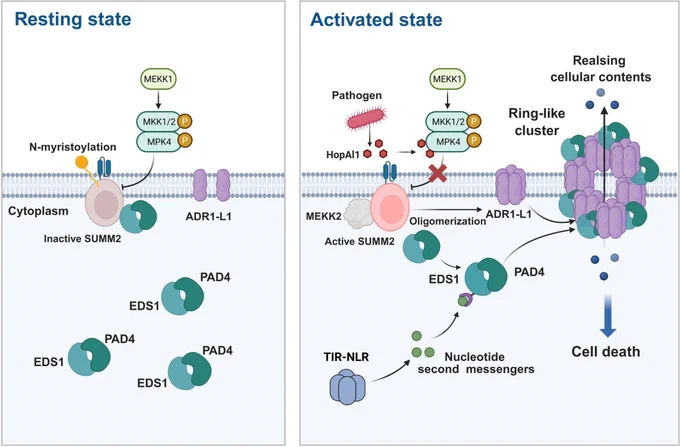 Diagrams comparing resting and activated state spatial organization of the plant internal sensors that detect infection and trigger immune responses, showing the formation of small units that assemble into larger clusters at the cell surface, and illustrating how this spatial organization may strengthen defense signals and lead to controlled cell death.