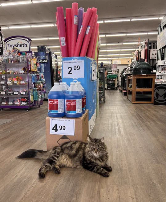 A fluffy brown cat inside a hardware store.