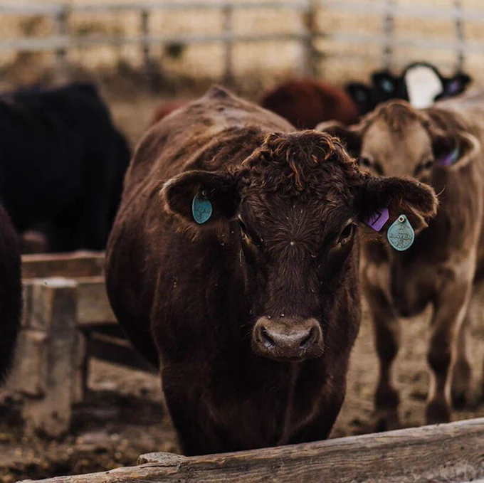 Cattle in pen. 