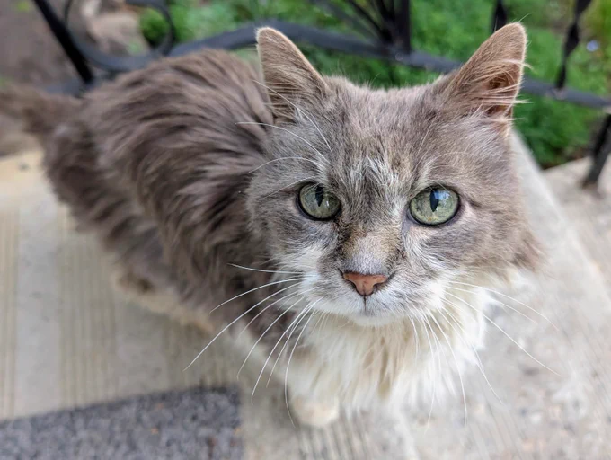 Socky looks up at the camera with a sweet expression on her face. 