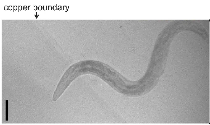 A grayscale image shows a worm slithering from the upper right to the bottom left. It's head crosses a faint line labeled "copper boundary."