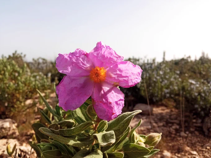 Cistus albidus. Credits: David Salesa.
