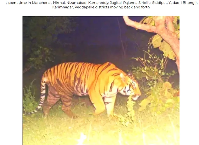 Is Telangana a graveyard for tigers?

A tiger that travelled through nearly 14 districts of Telangana has now disappeared. Officials say it may have moved towards Jannaram or returned to Maharashtra. If so, where is the evidence? Where are the camera-trap photos, tracking records, or official confirmations?

This follows the disappearance of S-12 Tiger and comes amid reports of armed individuals entering forest areas and wildlife deaths due to electrocution. Northern Telangana is a critical tiger corridor, yet repeated incidents raise serious concerns about monitoring, anti-poaching efforts, and habitat protection.

The people of Telangana deserve answers: What happened to the tiger, and what is being done to ensure it does not happen again?

https://www.deccanchronicle.com/southern-states/telangana/tiger-that-wandered-nearly-half-of-telangana-feared-shot-dead-by-hunters-1962684

Image: Deccan Chronicle (used for discussion and conservation awareness purposes).