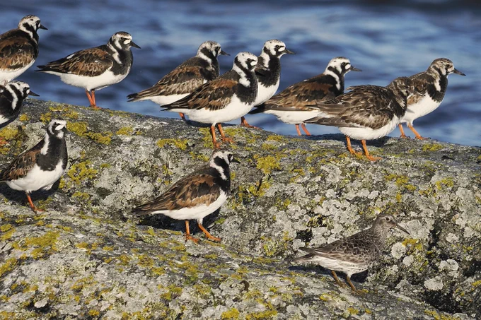 Turnstone