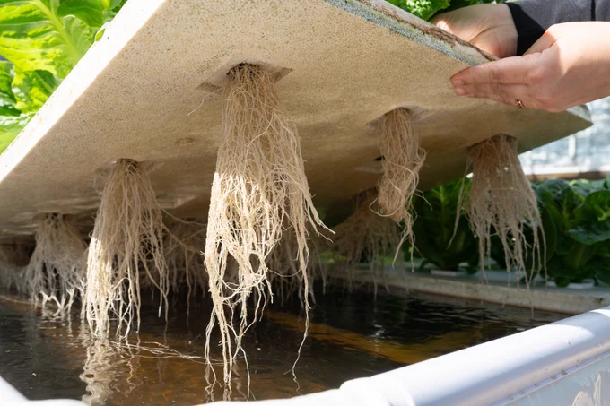 Plant roots in water.