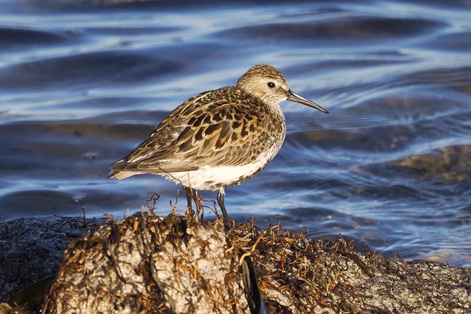 Dunlin