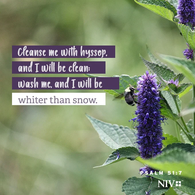 A hyssop plant with the Psalm 51:7 NIV Bible verse; "Cleanse me with hyssop, and I will be clean; wash me, and I will be whiter than snow."