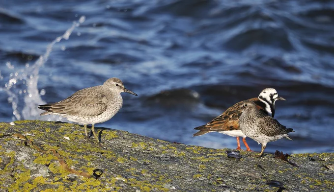 Knot (in non-breeding plumage), Turnstone & Purple Sandpiper.