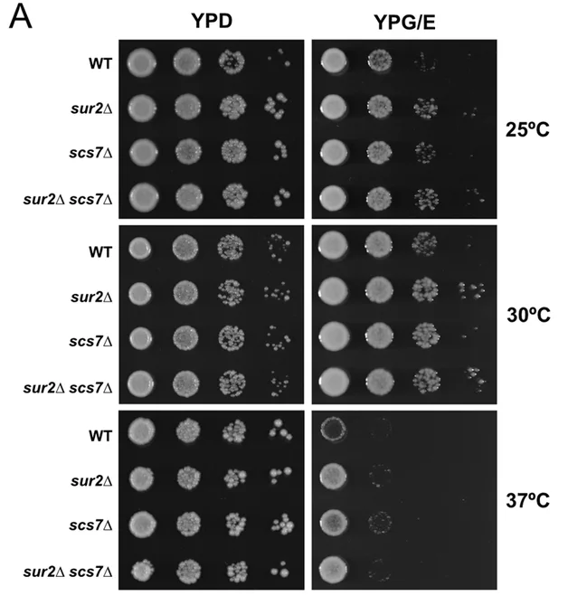 Differential requirements of sphingoid-base and fatty acid hydroxylation for cell growth, size homeostasis, and TORC2 signaling. (A) Analysis of cell growth. WT, sur2Δ, scs7Δ, and double-mutant sur2Δ scs7Δ strains were grown to exponential phase, and tenfold serial dilutions were spotted onto rich (YPD) or poor (YPG/E) media plates. Plates were incubated at the indicated temperatures (25°C, 30°C and 37°C) for 2–3 days. 