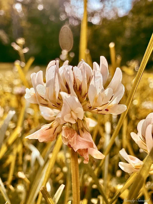Macro of clover in the morning