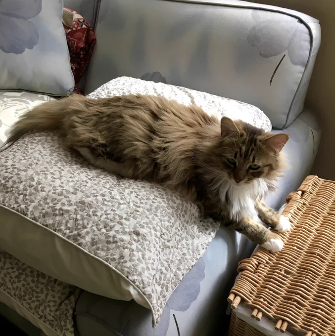 Mooch on her stomach stretched across a grey and white print pillow on a cornflower blue print love seat. Her front paws are stretched in front of her where she holds down a rattan laundry hamper lid.

Mooch grey longhaired tabby kitty girl with green eyes.