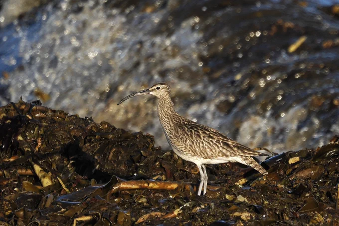 Whimbrel